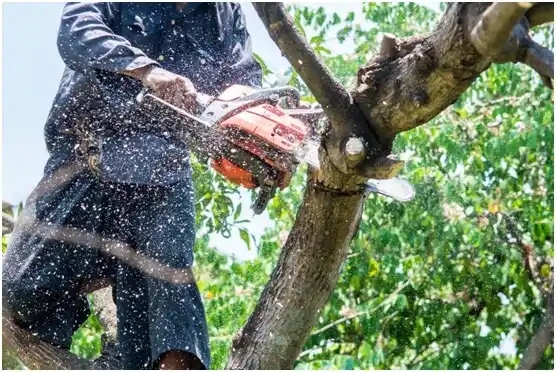 tree services Oak Ridge